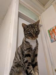Lost Male Cat last seen Mcdonalds, Hertfordshire, England 