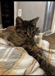 Reunited Female Cat last seen The Rise apmts, Chattanooga, TN 37405