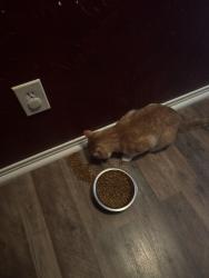 Reunited Male Cat last seen Bridgeview , kuykendahl, Spring, TX 77379