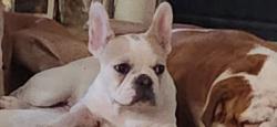 Reunited Male Dog last seen Jamerson Rd./Tanglewood Crest or Willow Creek Subdivision, Marietta, GA 30066