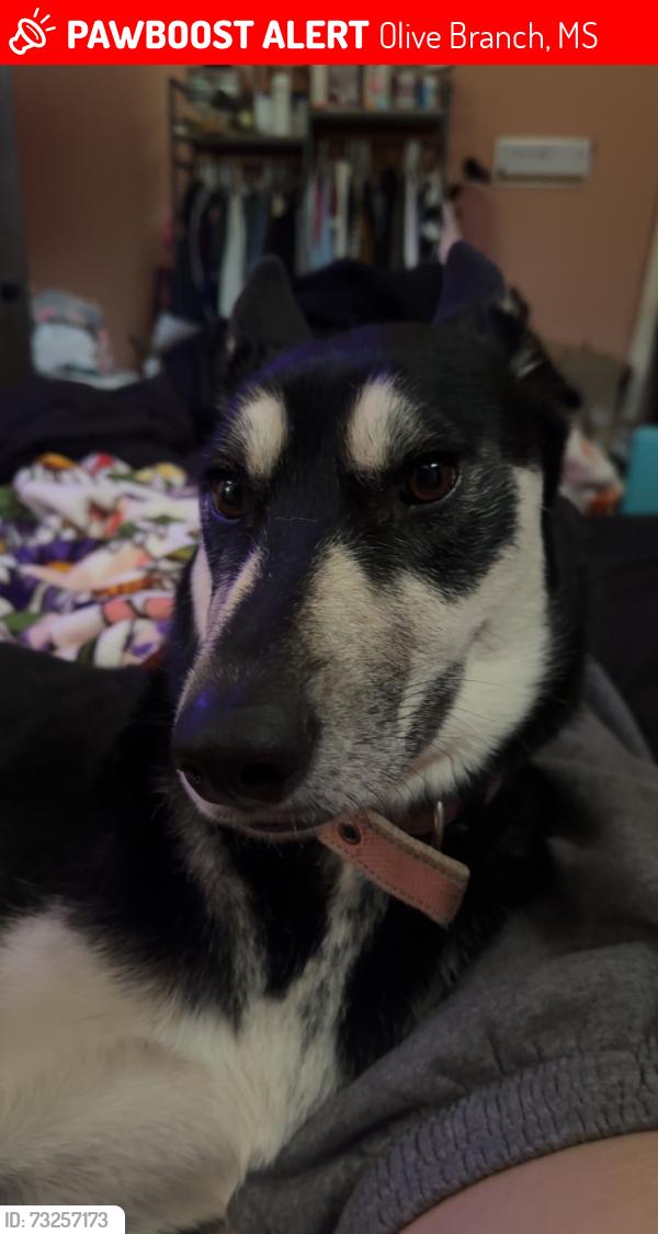 Lost Female Dog last seen Shady Oaks, Olive Branch, MS 38654