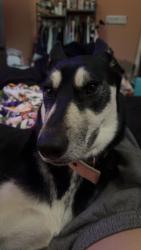 Lost Female Dog last seen Shady Oaks, Olive Branch, MS 38654