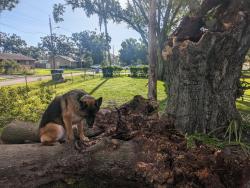 Reunited Female Dog last seen N. Albany and Kirby Ave, Tampa, FL 33604
