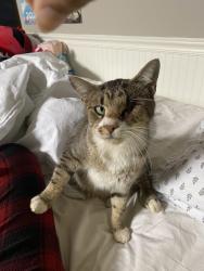 Reunited Male Cat last seen Olde Sycamore Dr, Mint Hill, NC 28227