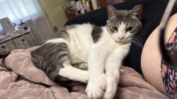 Lost Male Cat last seen Mountain Shadows neighborhood near Reflections neighborhood, Chattanooga, TN 37421