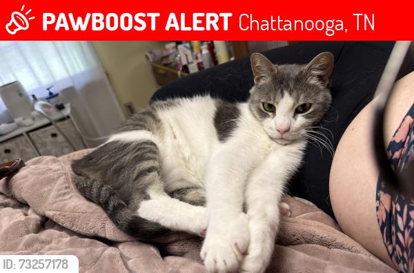 Lost Male Cat last seen Mountain Shadows neighborhood near Reflections neighborhood, Chattanooga, TN 37421