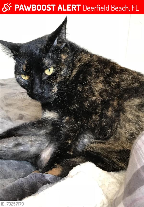 Lost Female Cat last seen St. Paul united methodist church, Deerfield Beach, FL 33441