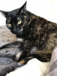 Lost Female Cat last seen St. Paul united methodist church, Deerfield Beach, FL 33441