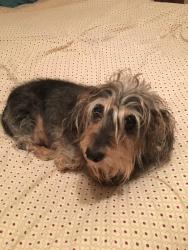 Lost Female Dog last seen Sacred Heart Church, Dade City, FL 33525