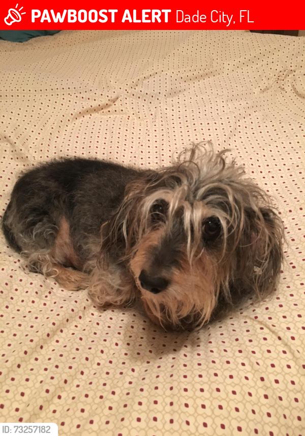 Lost Female Dog last seen Sacred Heart Church, Dade City, FL 33525