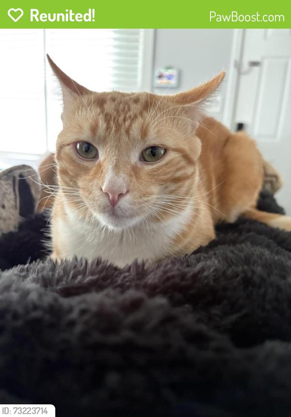 Reunited Male Cat last seen Sunset park elementary school, Rock Hill, SC 29730