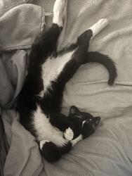Lost Male Cat last seen Old Winter Garden Rd and Apopka Vinland rd, Orlando, FL 32835