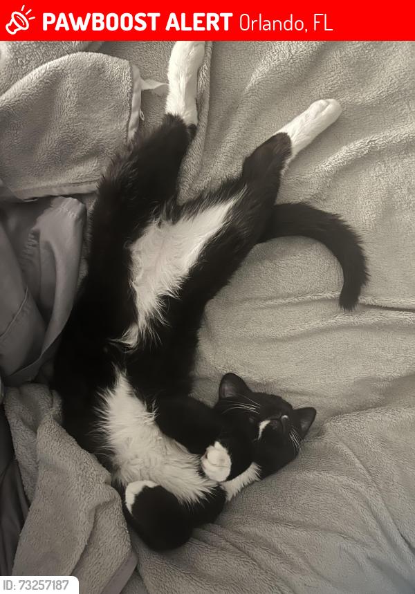 Lost Male Cat last seen Old Winter Garden Rd and Apopka Vinland rd, Orlando, FL 32835