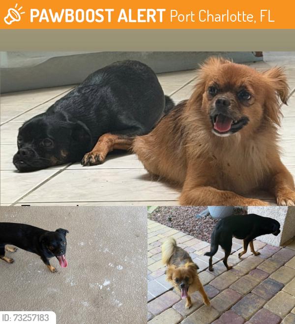 Found/Stray Unknown Dog last seen Edgewater Dr & Felix St, Port Charlotte, FL 33948