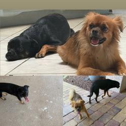 Found/Stray Unknown Dog last seen Edgewater Dr & Felix St, Port Charlotte, FL 33948
