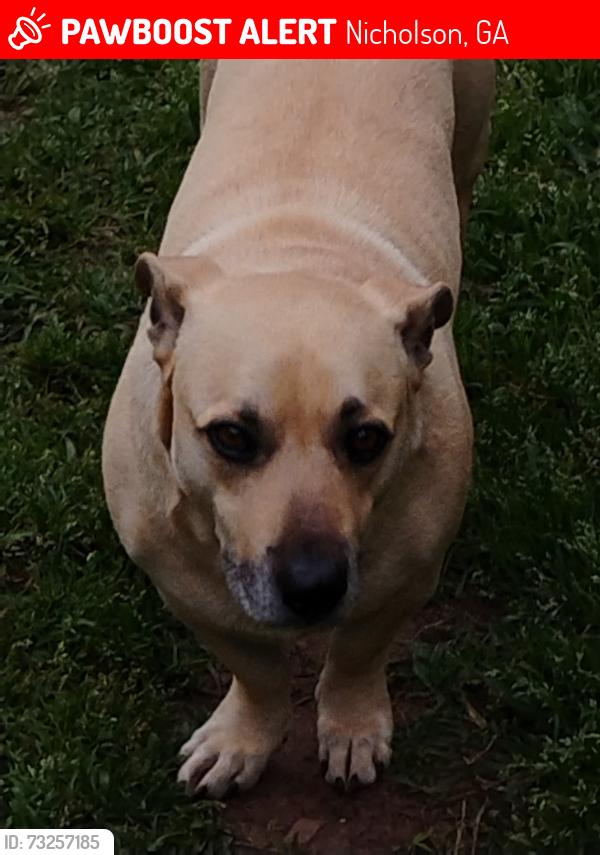 Lost Male Dog last seen Harbor Lane, Nicholson, GA 30565