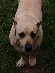 Lost Male Dog last seen Harbor Lane, Nicholson, GA 30565