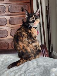 Reunited Female Cat last seen Near Ridgewood RD, Baltimore, MD 21209