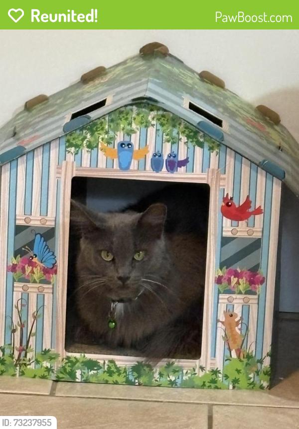 Reunited Male Cat last seen Near 34th St, Sarasota, FL 34234, USA, Sarasota, FL 34234