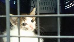 Shelter Stray Female Cat last seen CHARLOTTE, 8315 Byrum Dr, Charlotte, NC 28217, USA