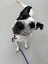 Shelter Stray Male Dog last seen CHARLOTTE, 8315 Byrum Dr, Charlotte, NC 28217, USA