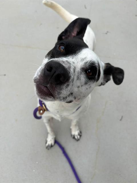 Shelter Stray Male Dog last seen CHARLOTTE, 8315 Byrum Dr, Charlotte, NC 28217, USA
