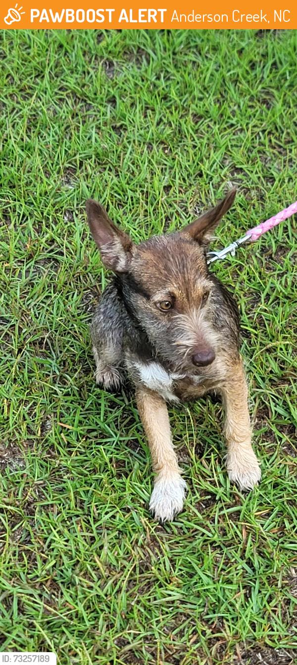Found/Stray Male Dog last seen Ray Rd and Nursery Rd, Anderson Creek, NC 28390