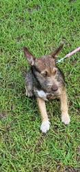 Found/Stray Male Dog last seen Ray Rd and Nursery Rd, Anderson Creek, NC 28390