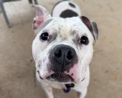 Shelter Stray Female Dog last seen CHARLOTTE, 8315 Byrum Dr, Charlotte, NC 28217, USA