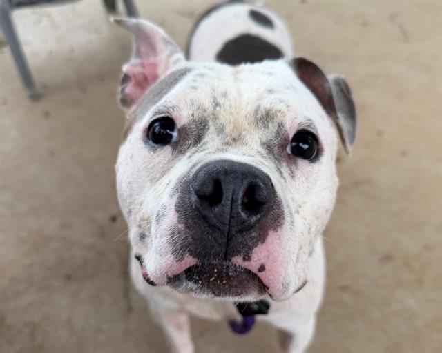 Shelter Stray Female Dog last seen CHARLOTTE, 8315 Byrum Dr, Charlotte, NC 28217, USA