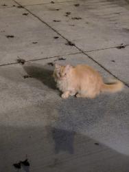 Found/Stray Unknown Cat last seen East Market & Middlefield, Near Family Dollar, Akron, OH 44312