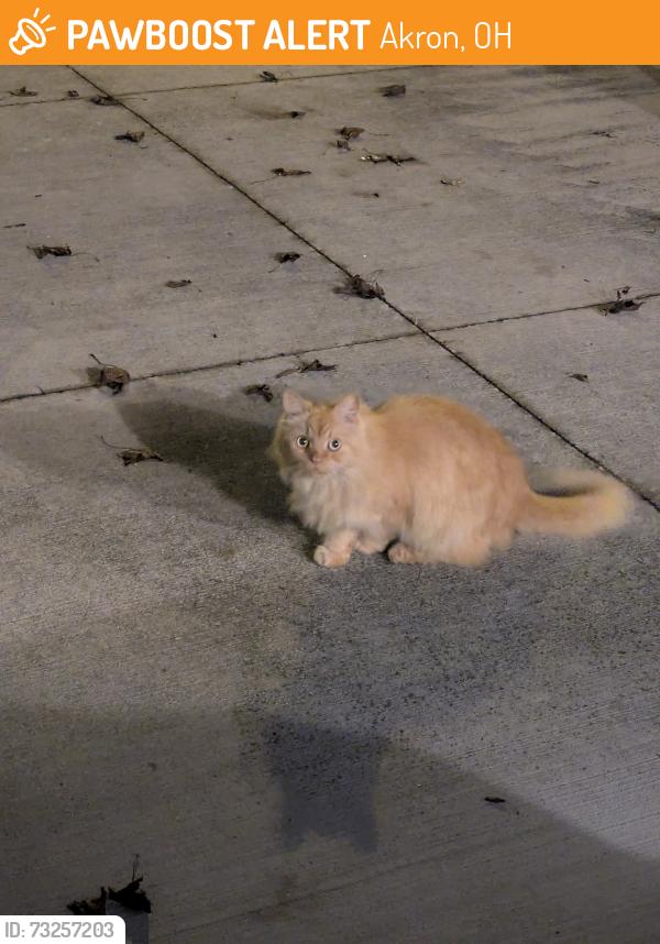 Found/Stray Unknown Cat last seen East Market & Middlefield, Near Family Dollar, Akron, OH 44312