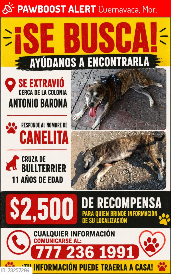 Lost Female Dog last seen Cuernavaca Morelos, Cuernavaca, Mor. 