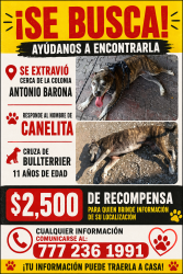 Lost Female Dog last seen Cuernavaca Morelos, Cuernavaca, Mor. 