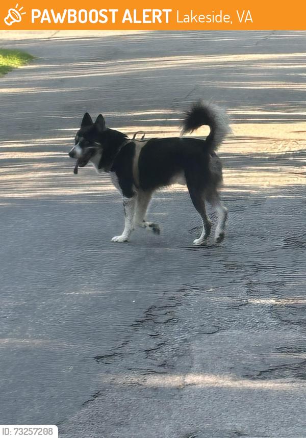 Found/Stray Male Dog last seen Cottage and Parkside, Lakeside, VA 23228