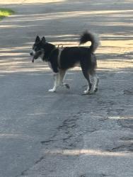 Found/Stray Male Dog last seen Cottage and Parkside, Lakeside, VA 23228