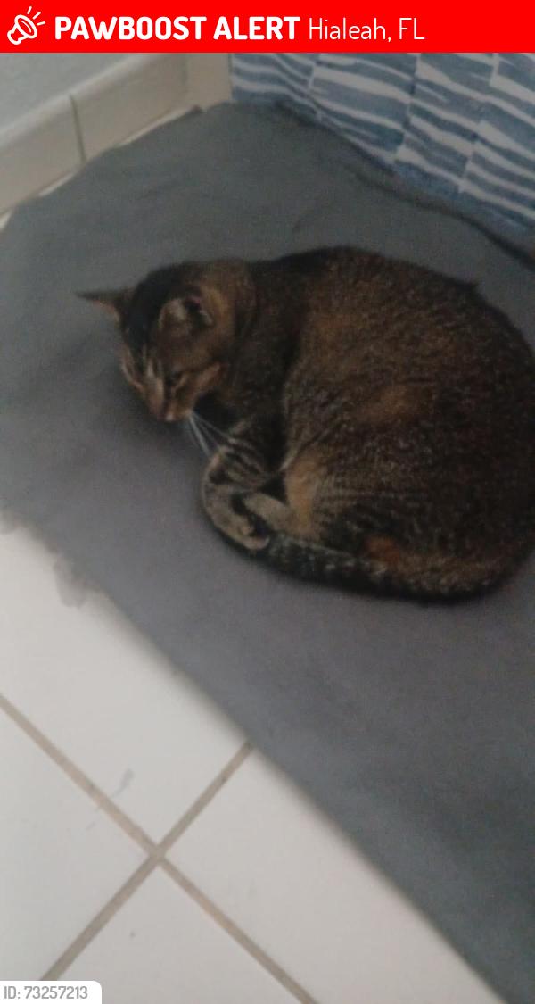 Lost Female Cat last seen Hialeah, Florida, Hialeah, FL 33010
