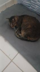 Lost Female Cat last seen Hialeah, Florida, Hialeah, FL 33010