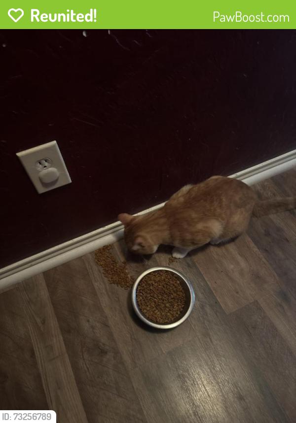 Reunited Male Cat last seen Bridgeview , kuykendahl, Spring, TX 77379
