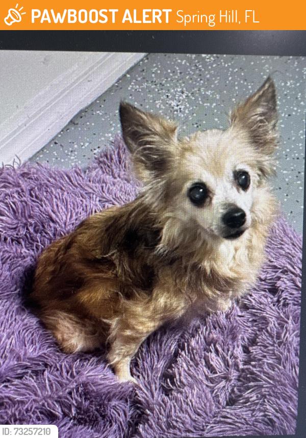 Found/Stray Female Dog last seen Spring Hill, FL, Spring Hill, FL 34609