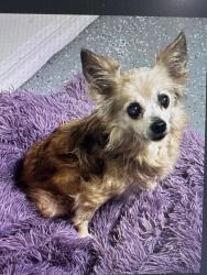 Found/Stray Female Dog last seen Spring Hill, FL, Spring Hill, FL 34609