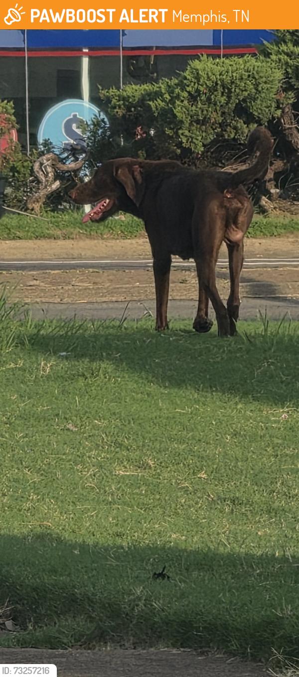 Found/Stray Male Dog last seen Shelby dr and Ridgeway, Memphis, TN 38106