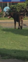 Found/Stray Male Dog last seen Shelby dr and Ridgeway, Memphis, TN 38106