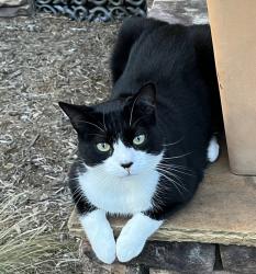 Lost Male Cat last seen Simerville and Falkner in Meadowmont, Chapel Hill, Chapel Hill, NC 27517