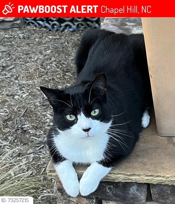 Lost Male Cat last seen Simerville and Falkner in Meadowmont, Chapel Hill, Chapel Hill, NC 27517