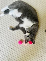 Lost Female Cat last seen Walnut beach, Milford, Milford, CT 06460