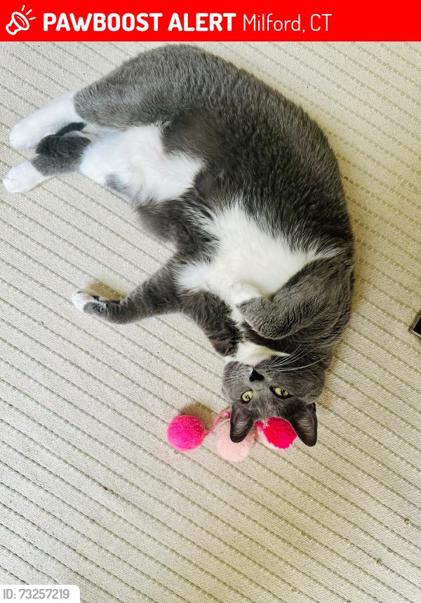 Lost Female Cat last seen Walnut beach, Milford, Milford, CT 06460