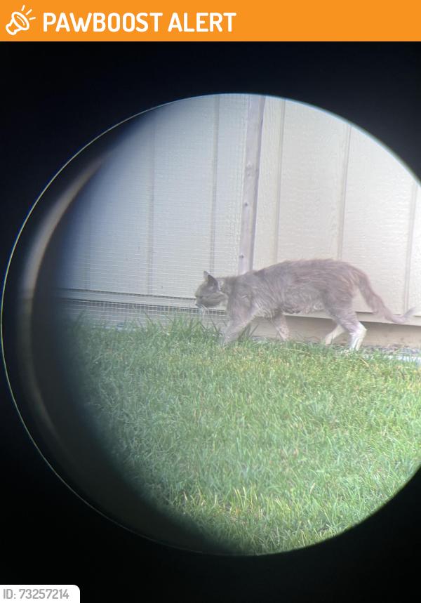 Found/Stray Female Cat last seen Delaware Ave & Equestrian EHT, Egg Harbor Township, NJ 08234