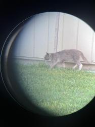 Found/Stray Female Cat last seen Delaware Ave & Equestrian EHT, Egg Harbor Township, NJ 08234