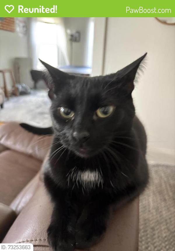 Reunited Male Cat last seen Between Rugby Rd and The Plaza, Schenectady, NY 12308